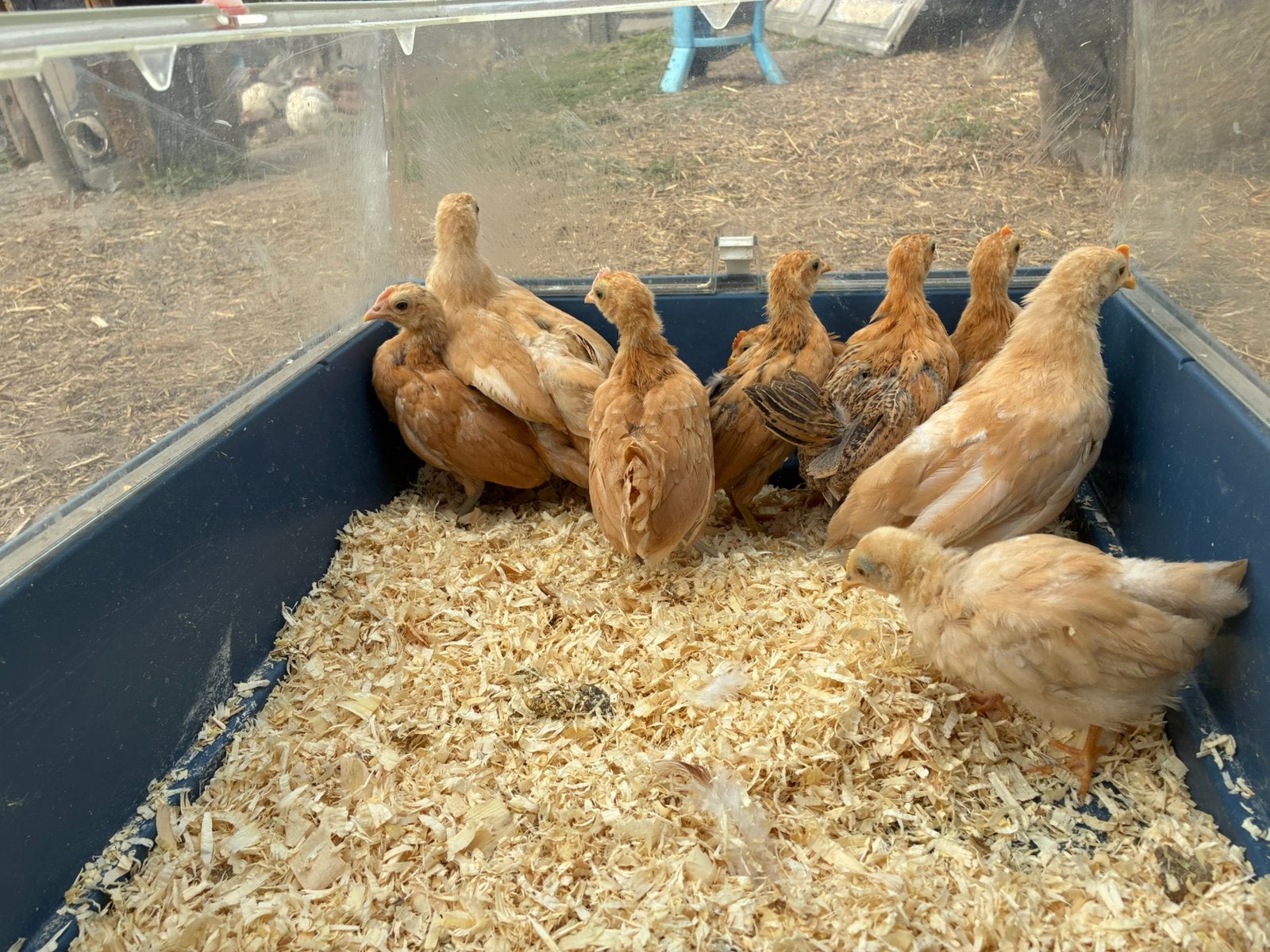 Leghorn buff, Dieren en Toebehoren, Pluimvee, Meerdere dieren, Kip