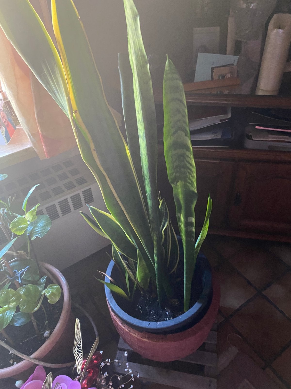planten sanseveria, Ophalen