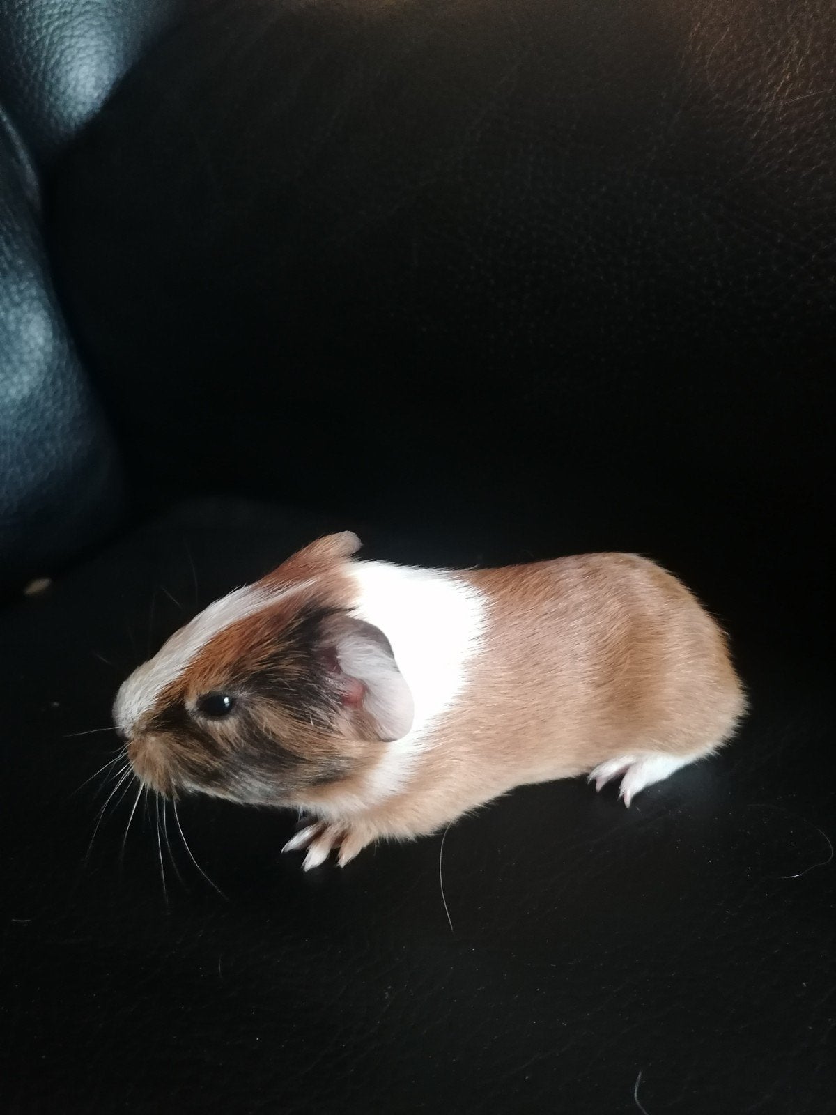 Cavia zeugje gladhaar, Dieren en Toebehoren, Knaagdieren, April, Vrouwelijk, Cavia
