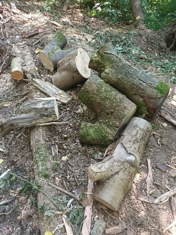 Hout sprokkelen voor de komende winter, Moins de 3 m³, Enlèvement, Frêne, Troncs d'arbres