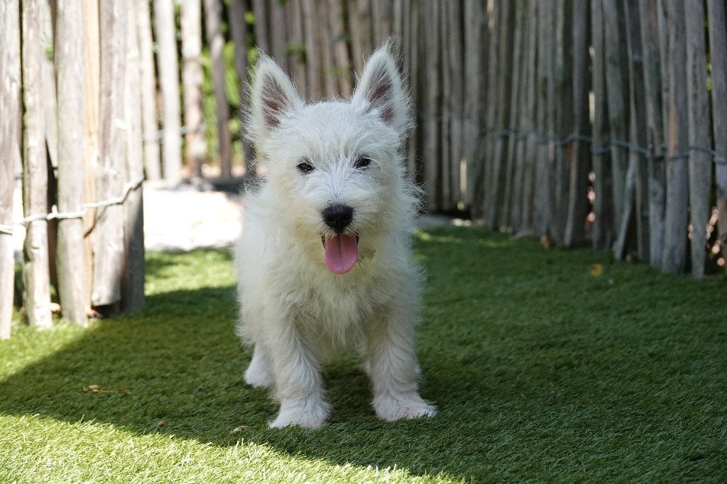 Magnifique chiot West Highland White Terrier (Westie), Chien (mâle), Maladie de Carré (chiens), Autres races, Belgique