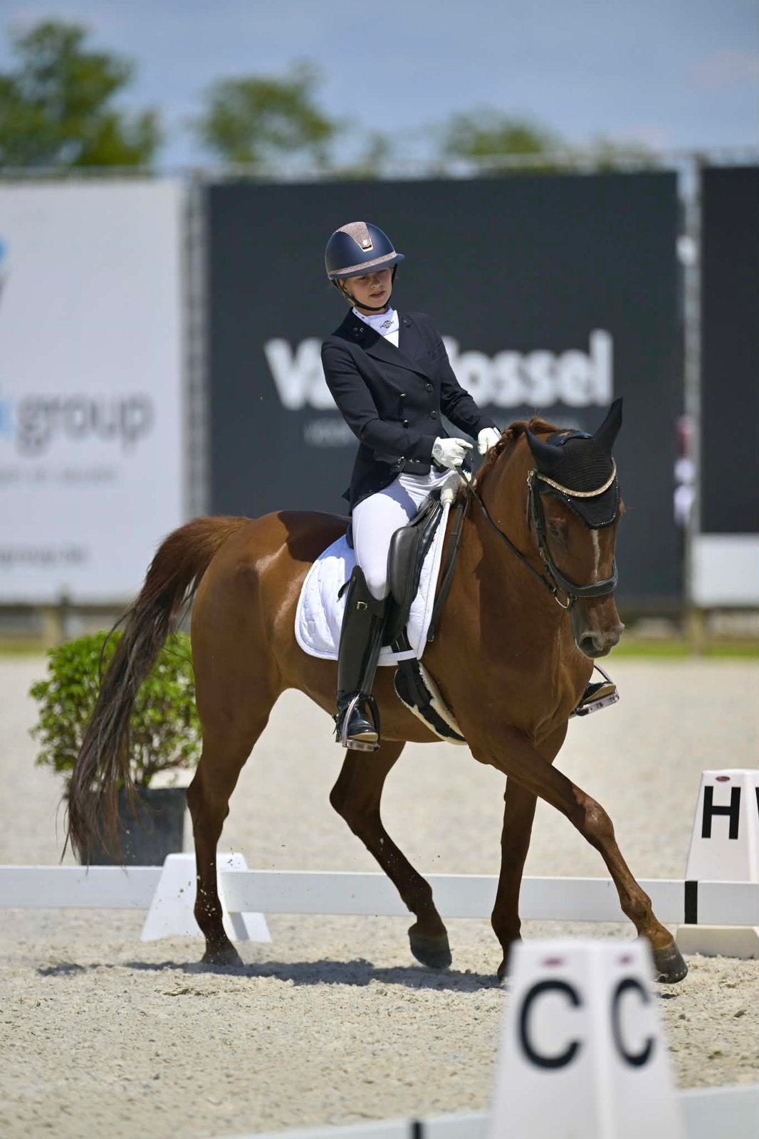 Priveles dressuur aangeboden met ervaren leermeester, Z, 11 ans ou plus, 165 à 170 cm, Cheval de récréation