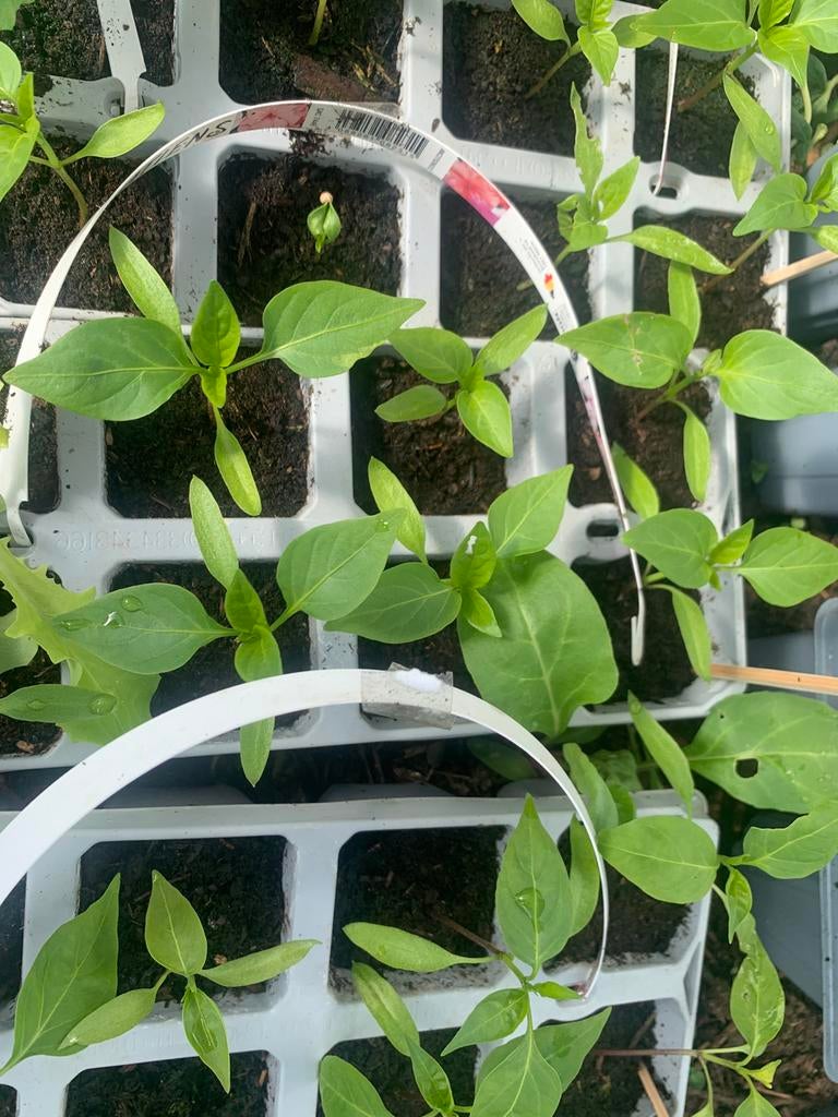 Paprikaplantjes, van verschillende soorten, Tuin en Terras, Ophalen