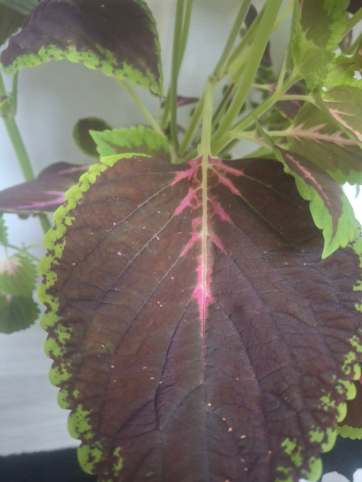 Plante Coleus couleurs mauve foncé, rose,vert