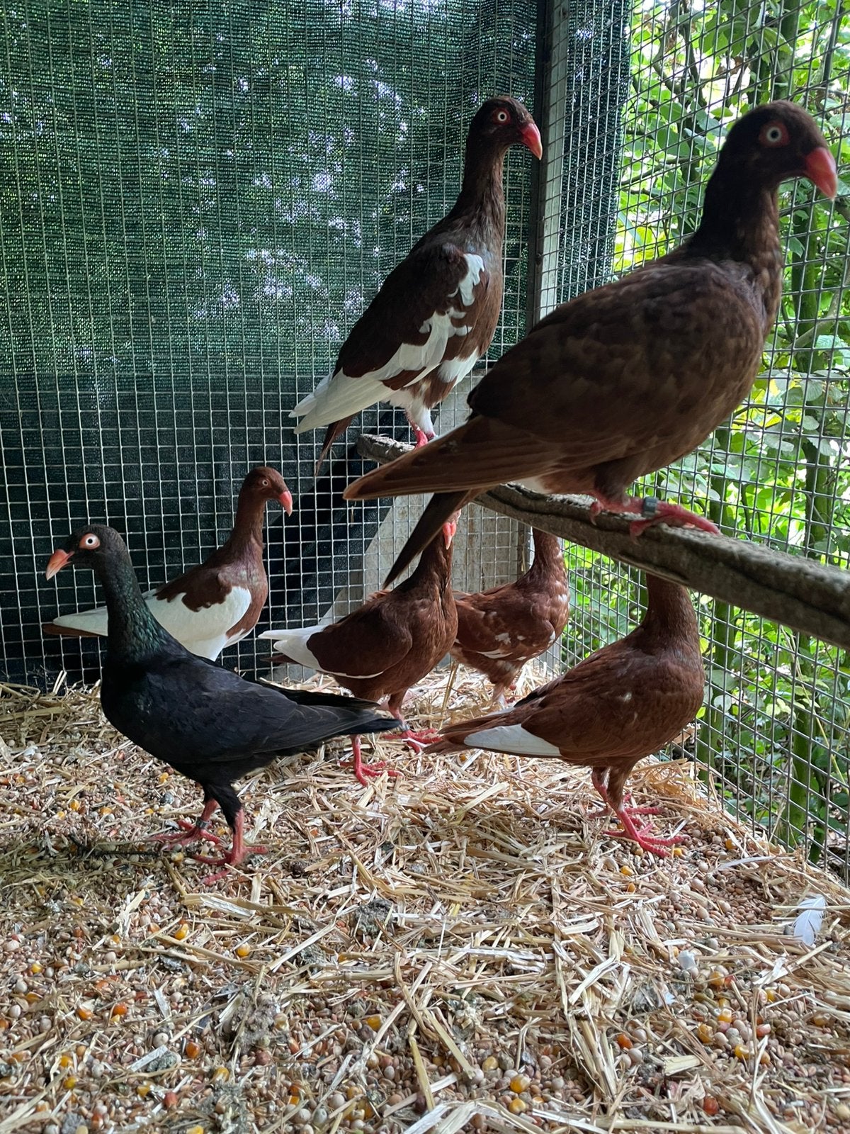 7 jonge Deense Tuimelaars, Dieren en Toebehoren, Vogels | Duiven, Geslacht onbekend