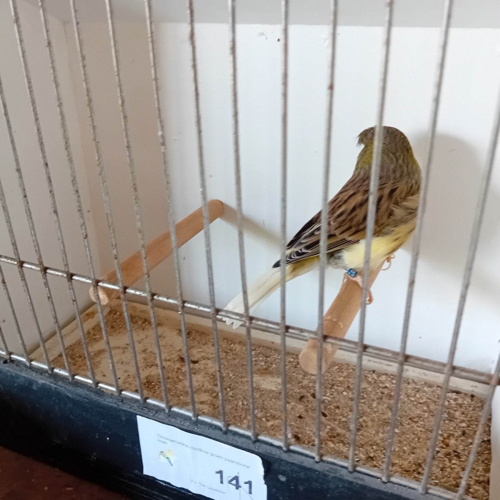 Man gloster gladkop van 2023, 7€, Dieren en Toebehoren, Vogels | Kanaries