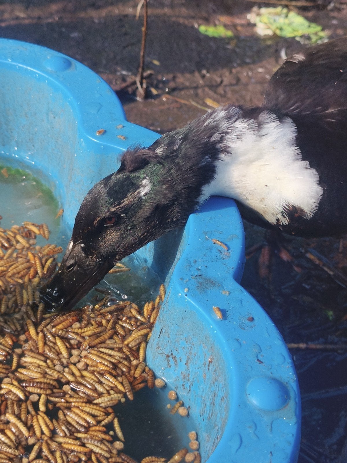 Kuifeend vrouwtje (platkop), Dieren en Toebehoren, Vrouwelijk, Eend