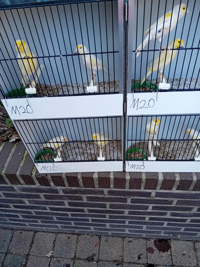 Mooien groote gezonde vogels kanaries, Dieren en Toebehoren