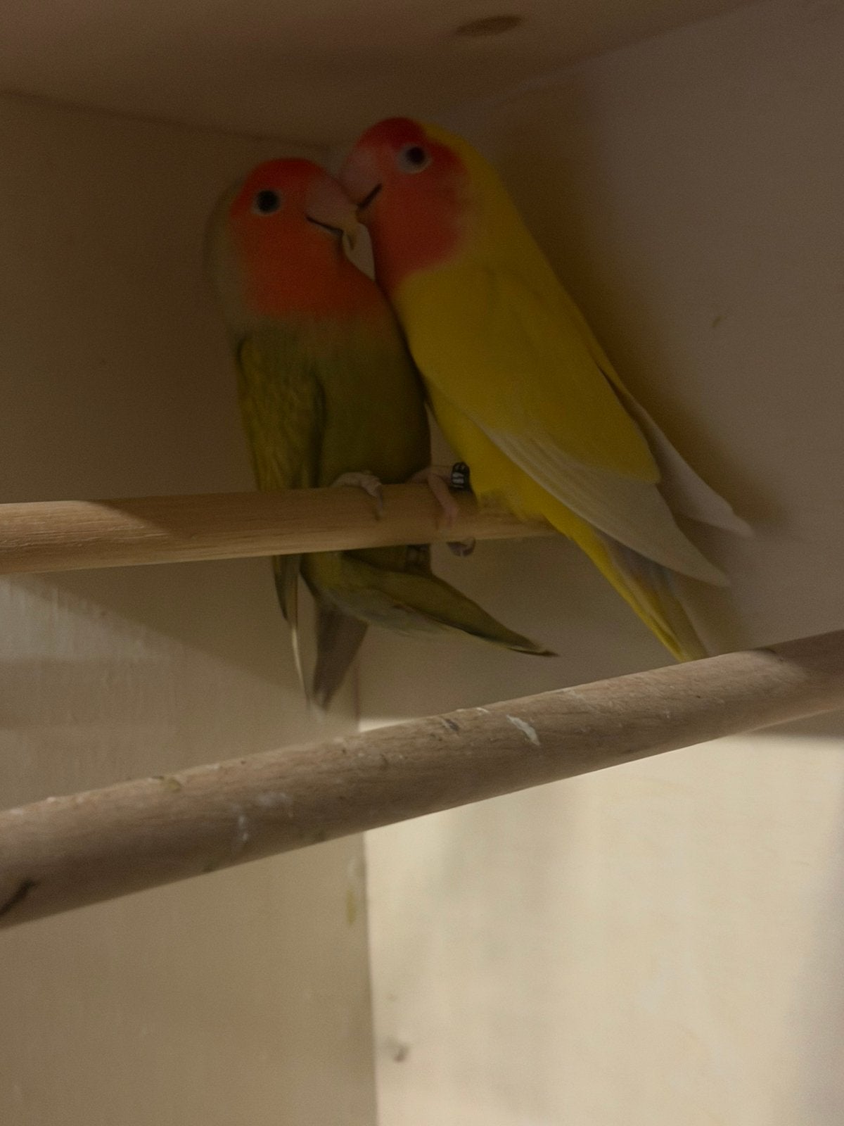 Kuiken dwergpapegaai groen geel