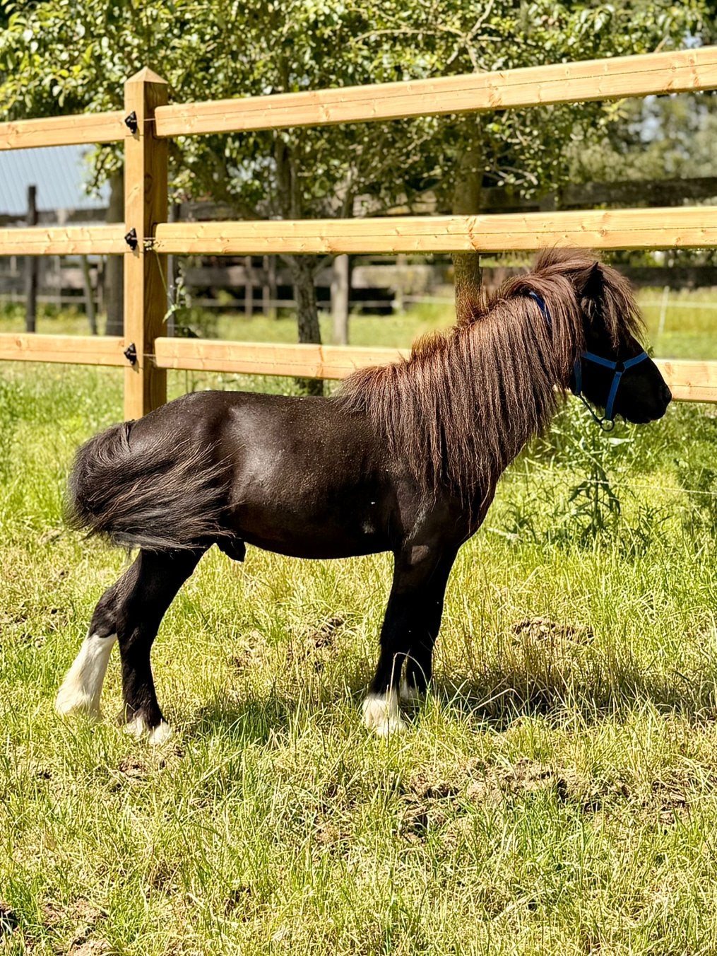Minipaardje hengst te koop, Vermifugé, Poney de récréation, Poney A (jusqu'à 1.17 m), Étalon