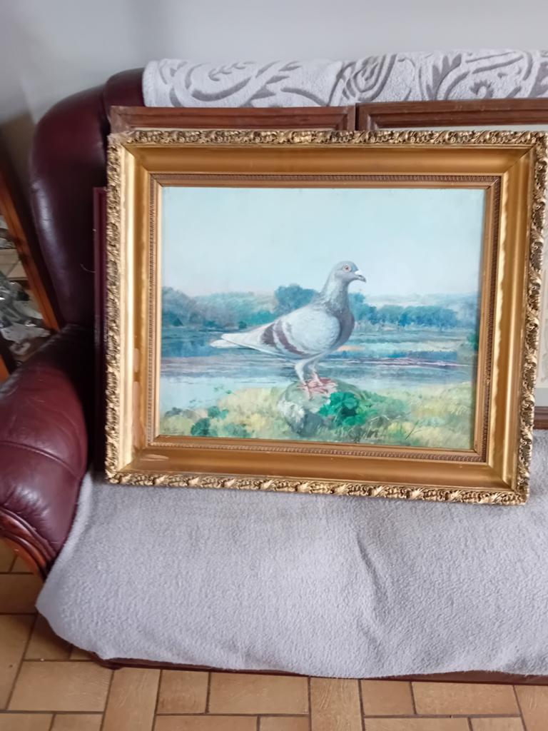 Peinture pigeons colombophile duiven duif  j baldeauf, Enlèvement ou Envoi