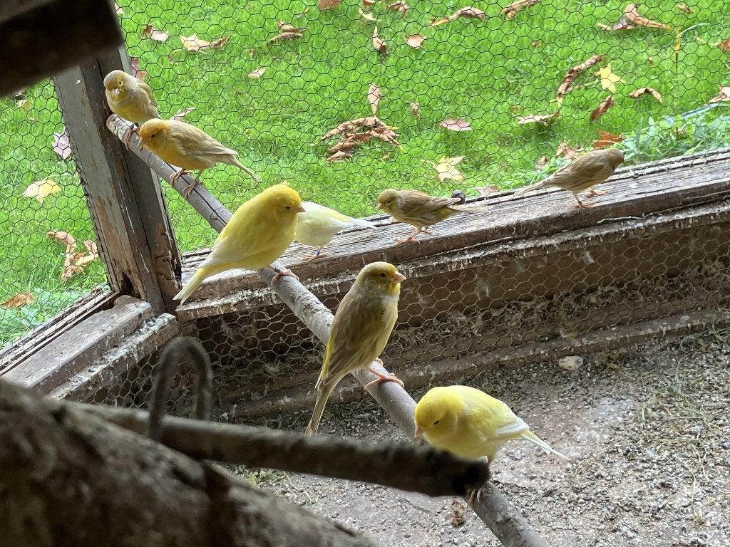 kanaries geel en bruine, Meerdere dieren, Kleurkanarie