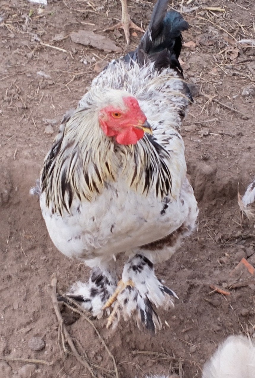 brahma haan gratis, Mâle, Poule ou poulet