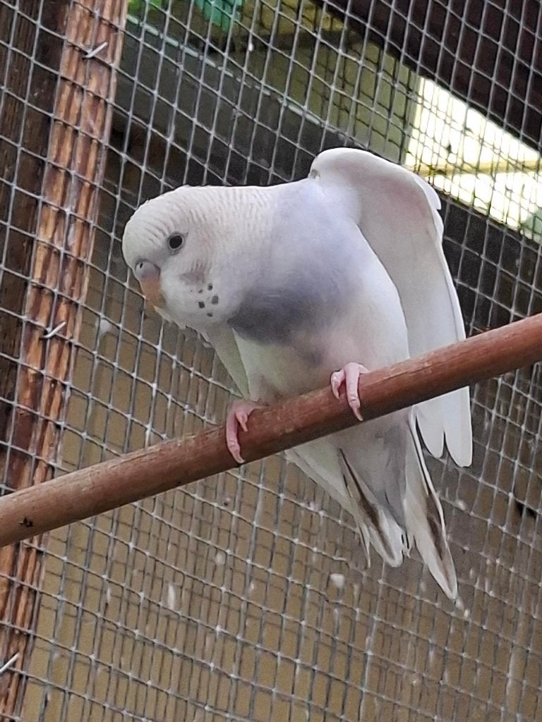 grasparkiet, Meerdere dieren, Parkiet