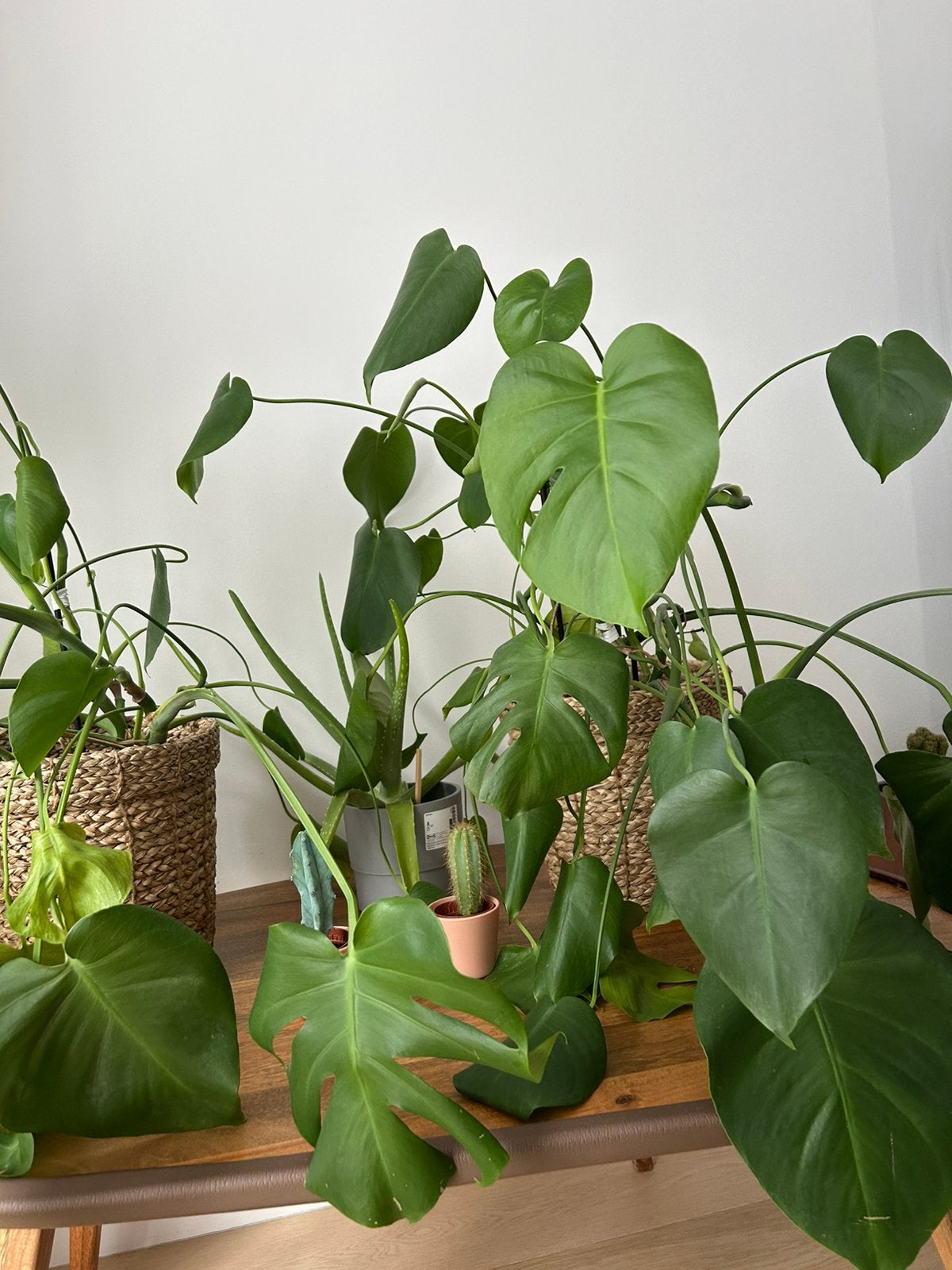 Monstera, Ophalen
