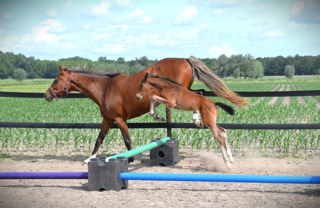 Springveulen - chique merrie, 165 à 170 cm, Avec pedigree, 0 à 2 ans, Jument