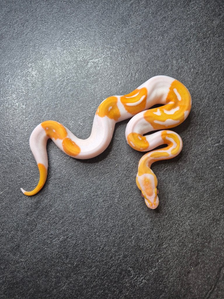 Python regius Ball Python - unknown for sale from Thomas