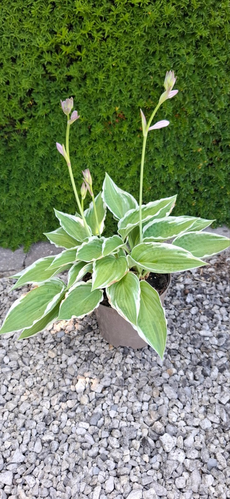 Hosta, Tuin en Terras, Ophalen