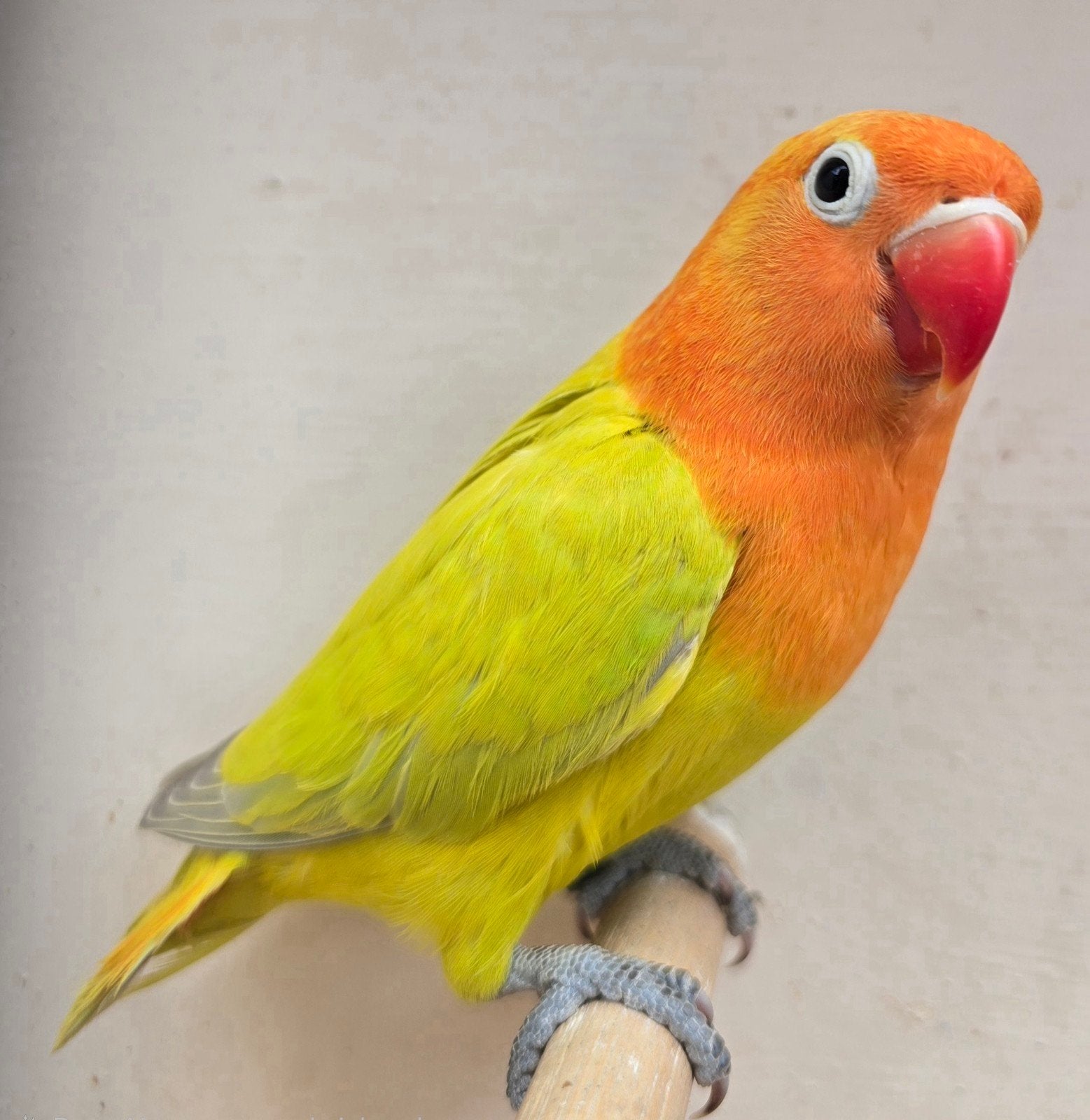 Groen Dilute//Blauw Fischeri 2026, Dieren en Toebehoren, Vogels | Parkieten en Papegaaien, Mannelijk, Dwergpapegaai of Agapornis