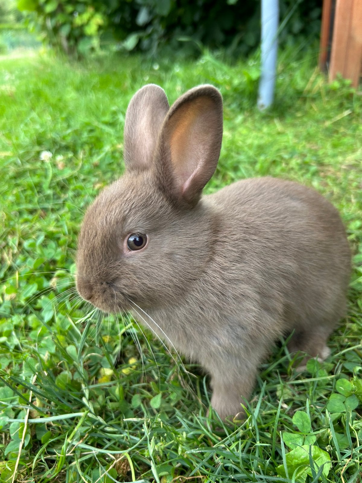 Dwergkonijntje mannetje, Animaux & Accessoires, Lapins, Mâle, Nain, 0 à 2 ans
