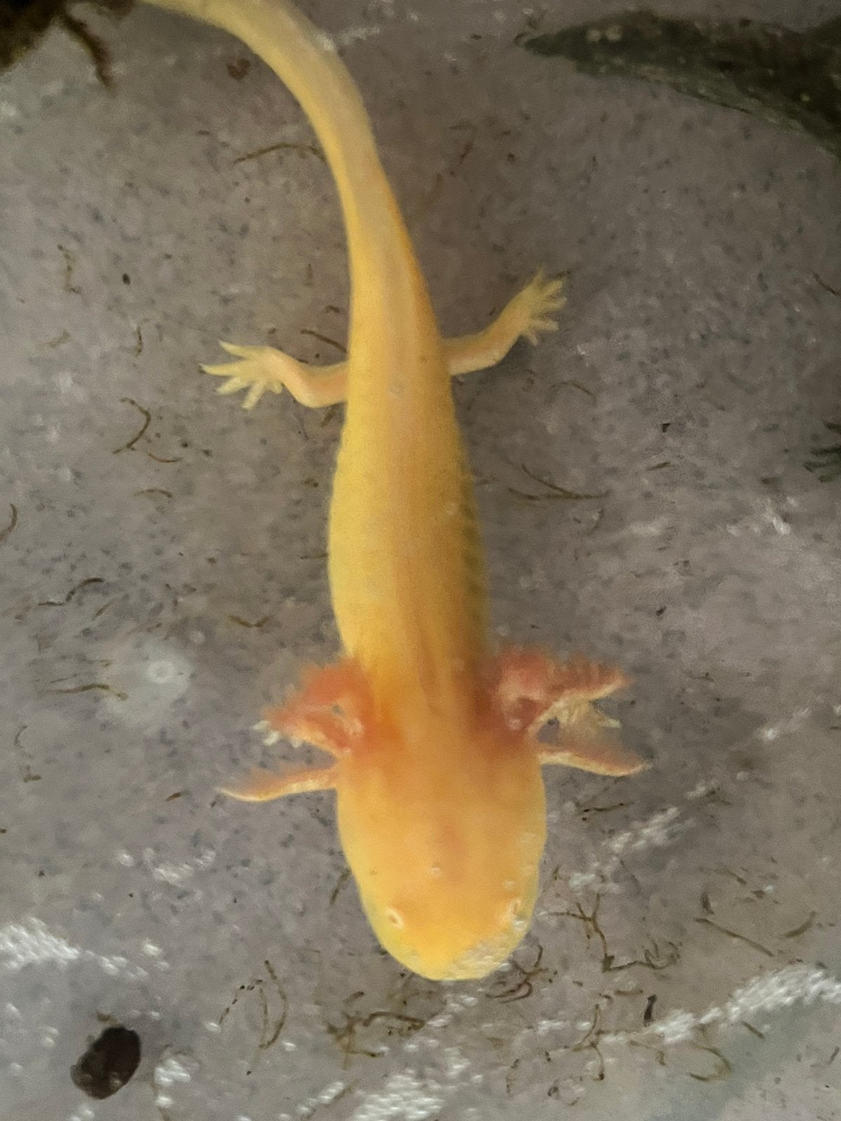 Golden albino axolotls, Dieren en Toebehoren, Overige typen, Zoetwatervis