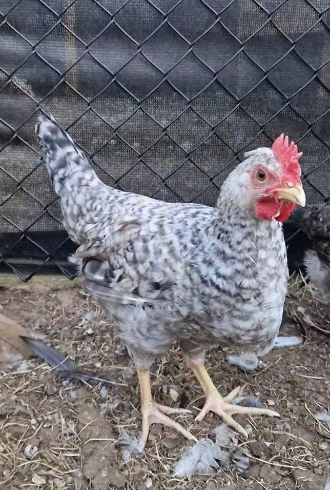 Cream Legbar Haan