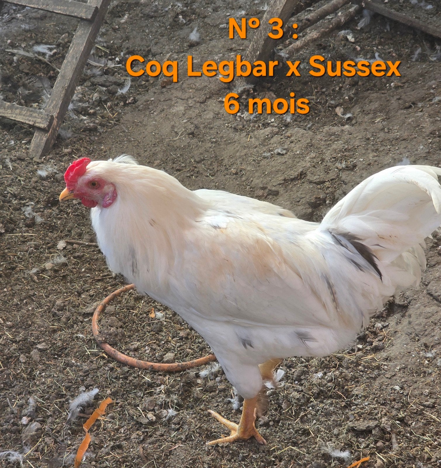 Jeune Coq Legbar x Sussex, Mâle, Poule ou poulet
