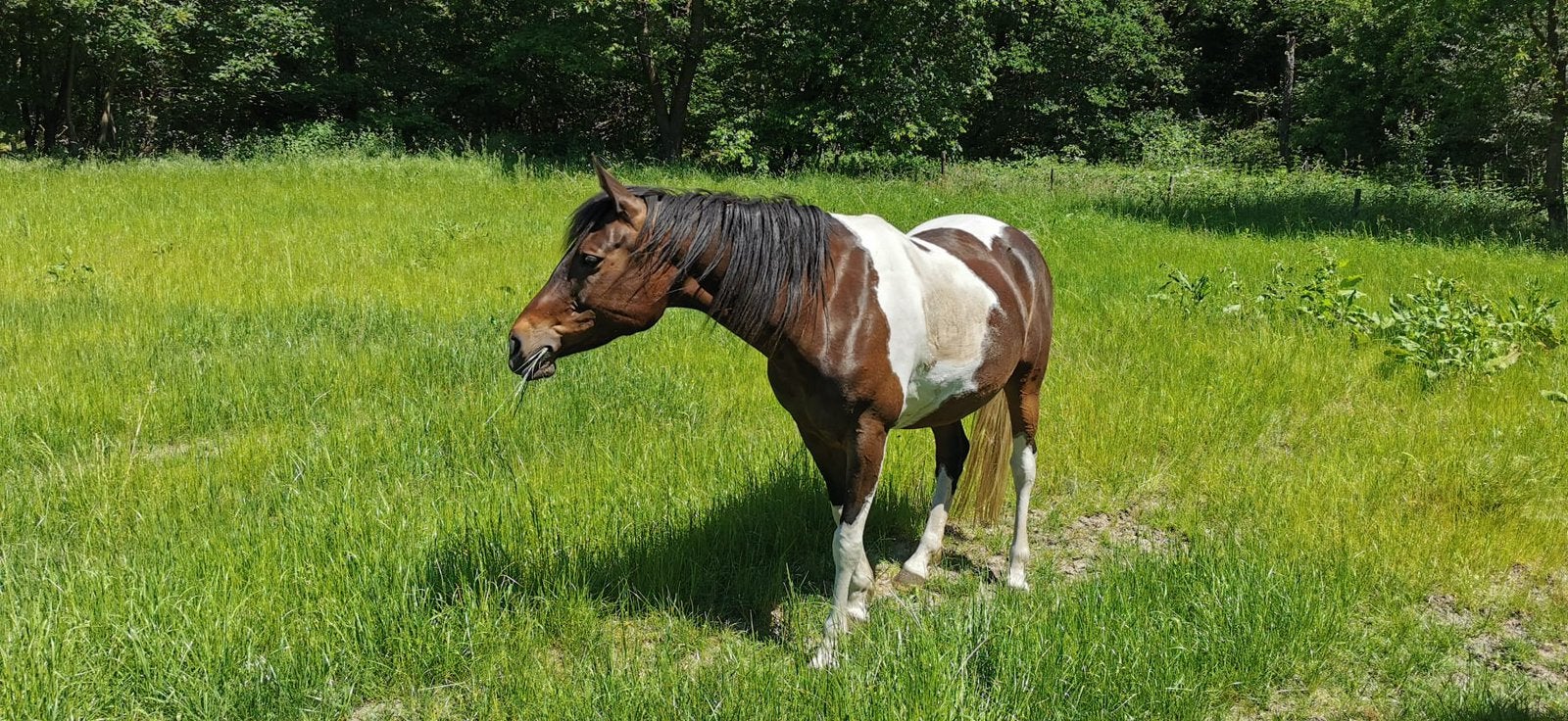 11 jarige merrie 1,52, Dieren en Toebehoren, Paarden, Merrie, Minder dan 160 cm, Recreatiepaard, 11 jaar of ouder