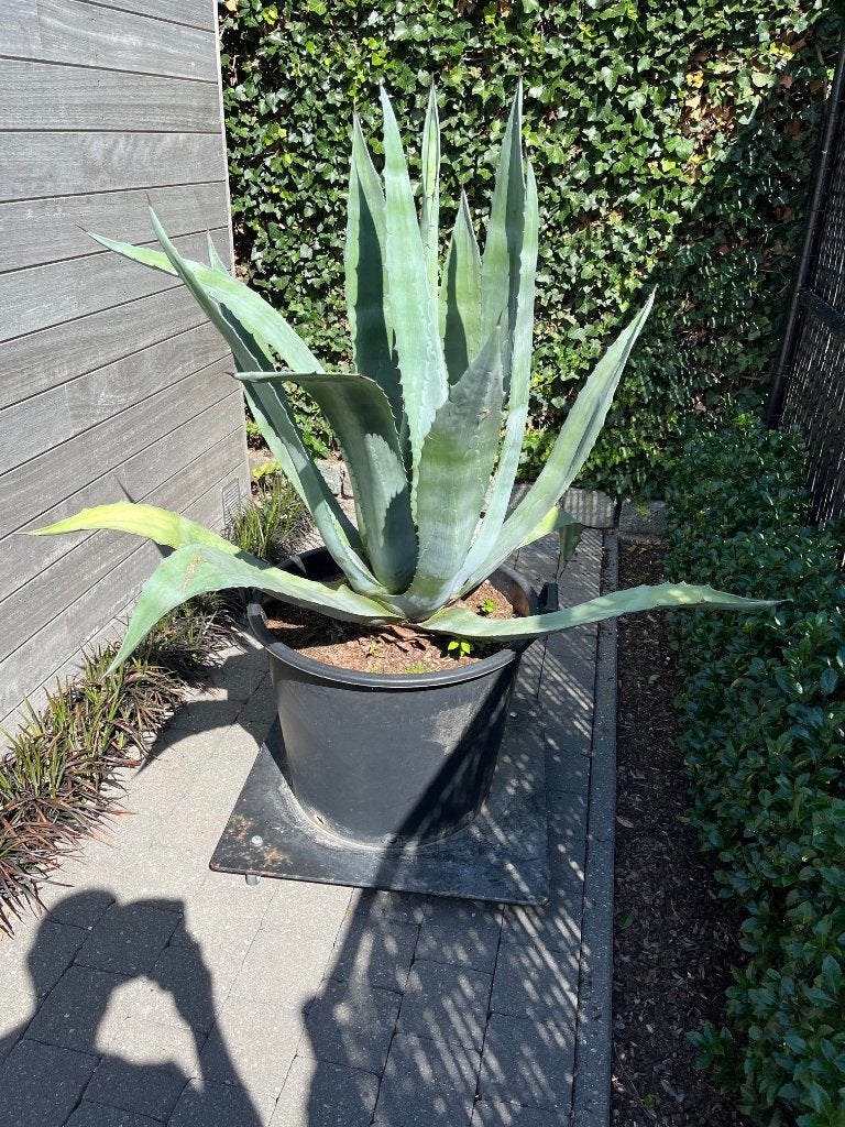 planten, Ophalen