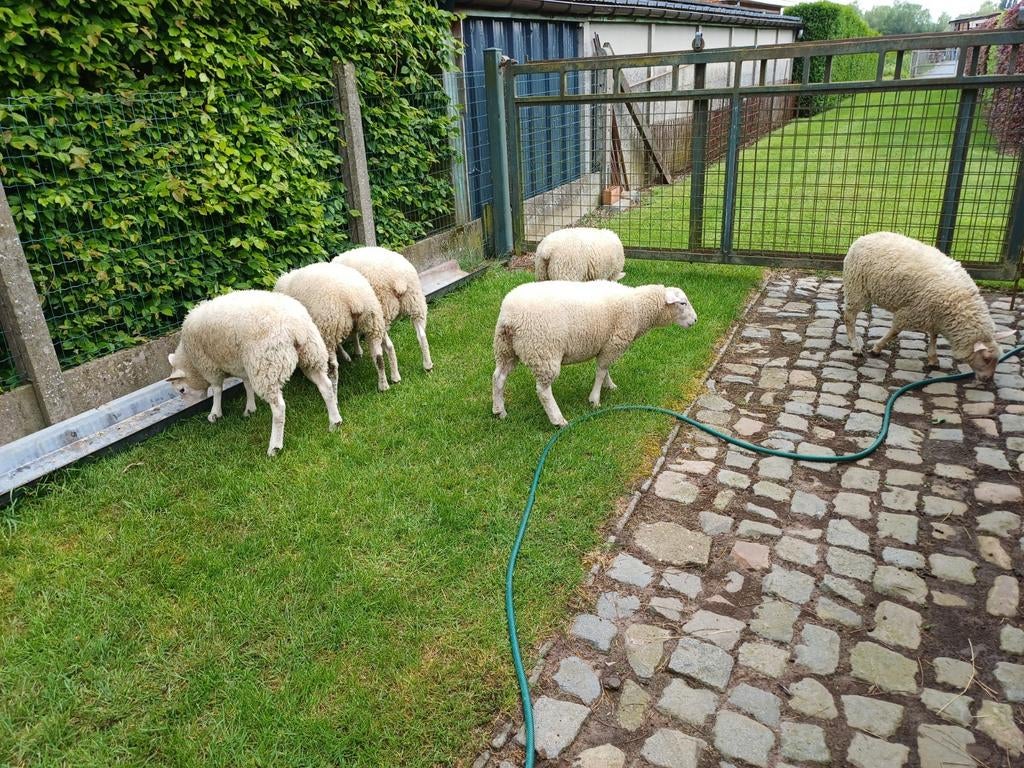 6 ooilammeren 0497 389226, Dieren en Toebehoren