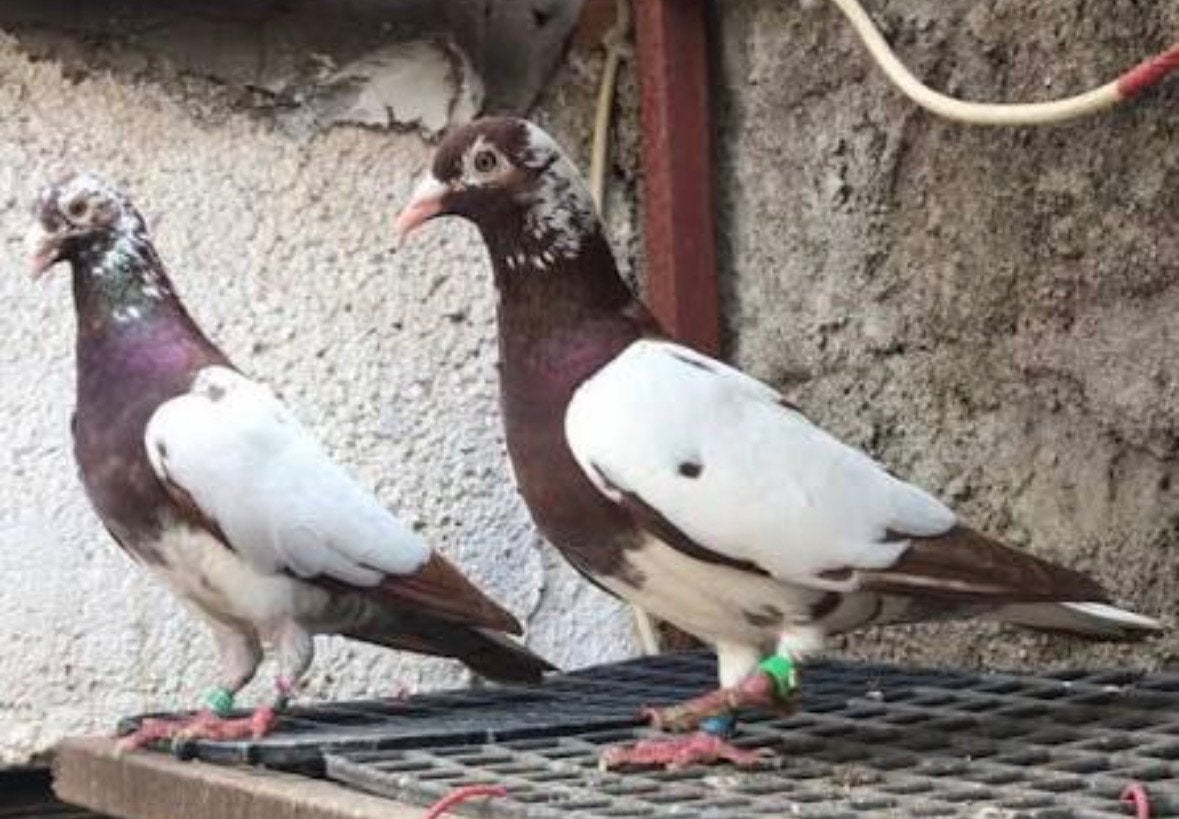 Meulemans reisduiven gezocht, Animaux & Accessoires