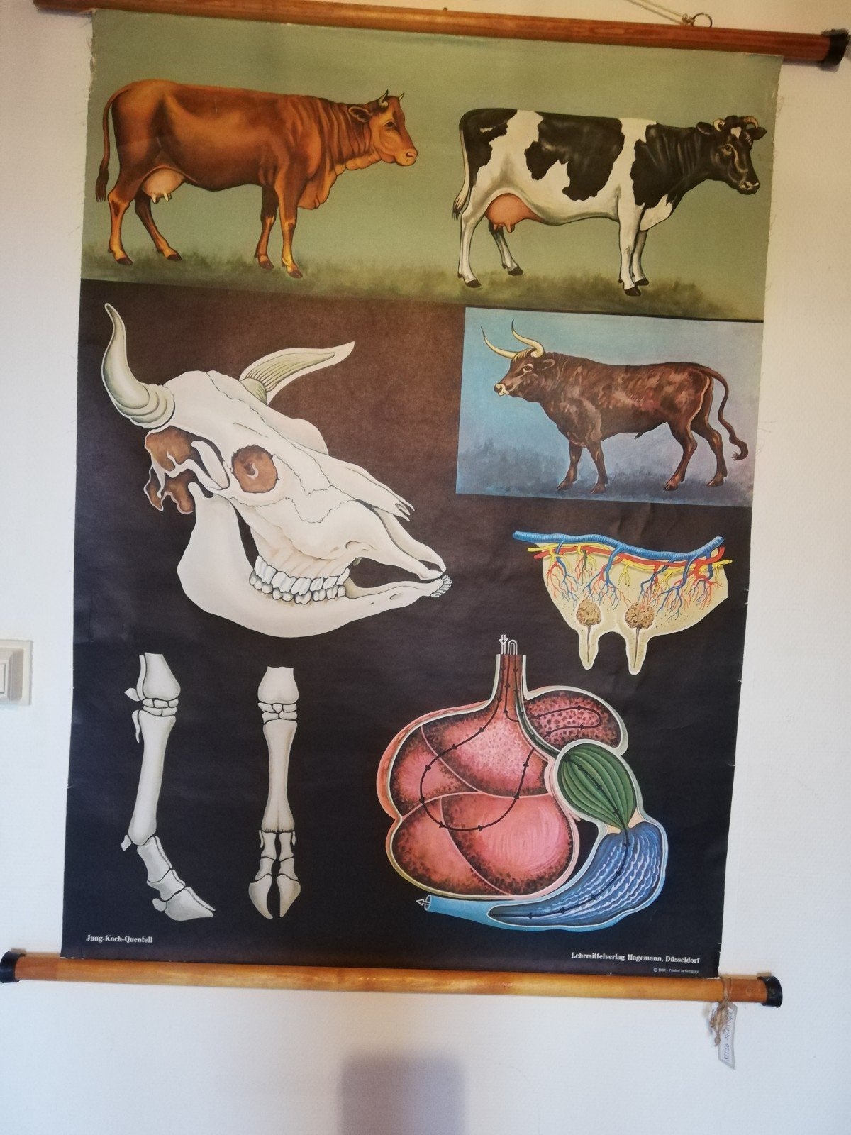 Ancienne affiche scolaire Jung Koch Quentell 1968, Deurposter of groter, Ophalen of Verzenden, Canvas of Doek, Dier of Natuur