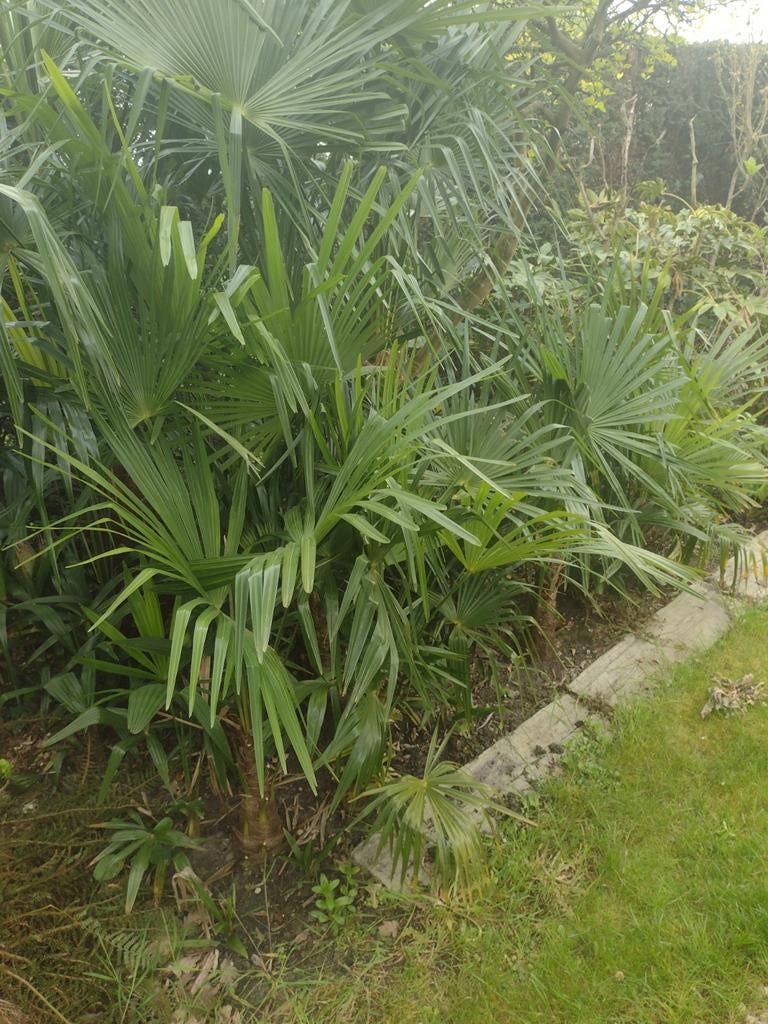 Palmbomen fortunae, Tuin en Terras, Ophalen