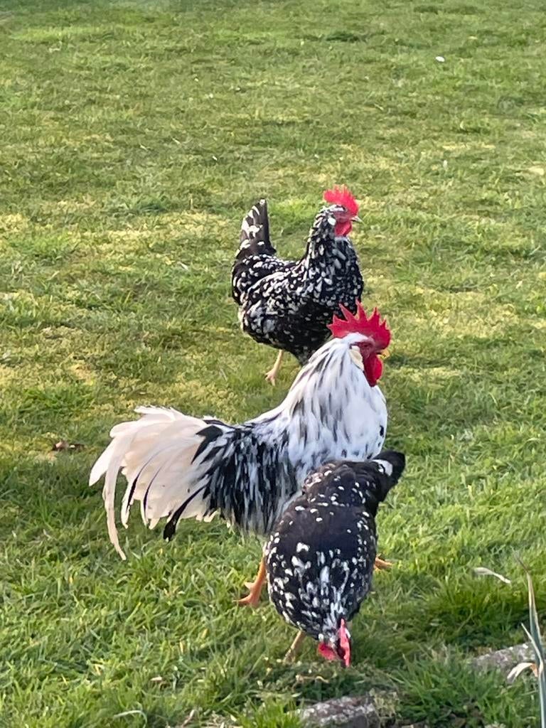 Broedeieren bonte leghorn., Dieren en Toebehoren