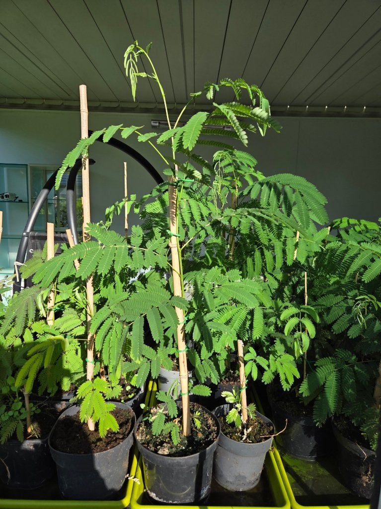 albizia julibrissin ombrella, Ophalen, Nieuw