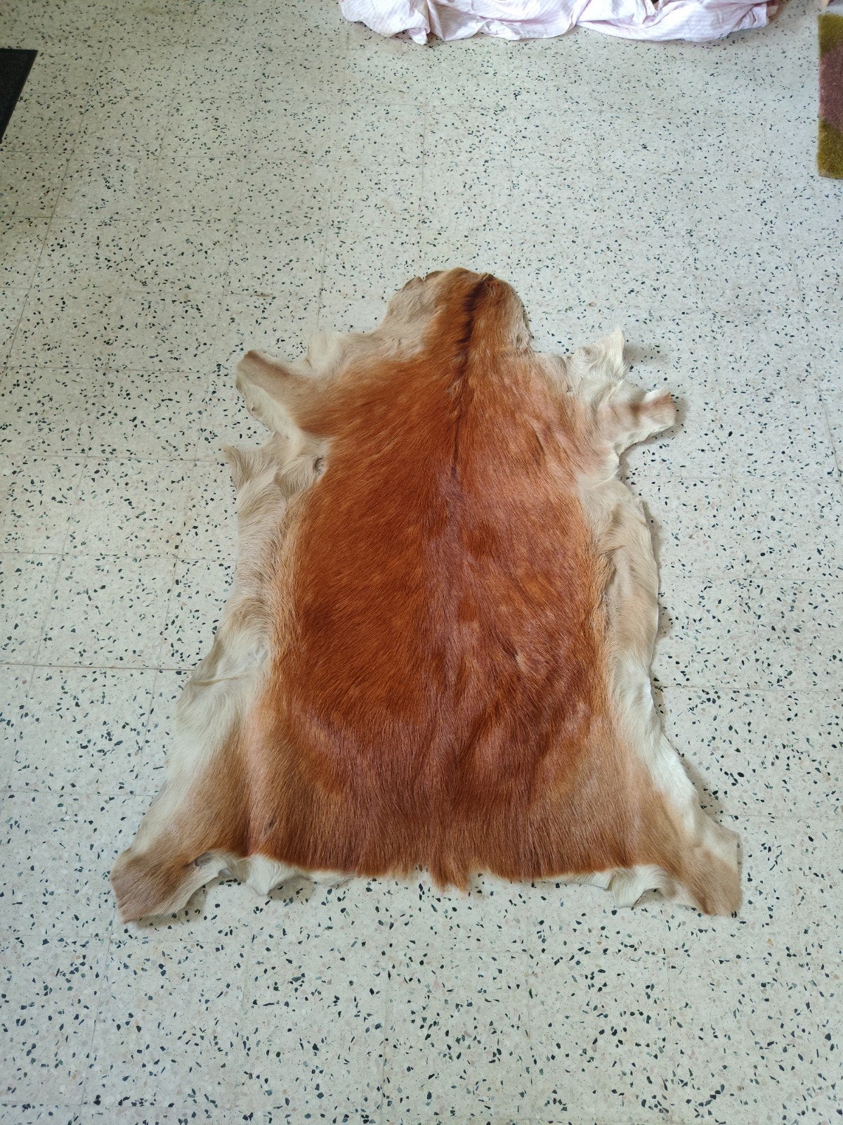 Taxidermie, Ophalen
