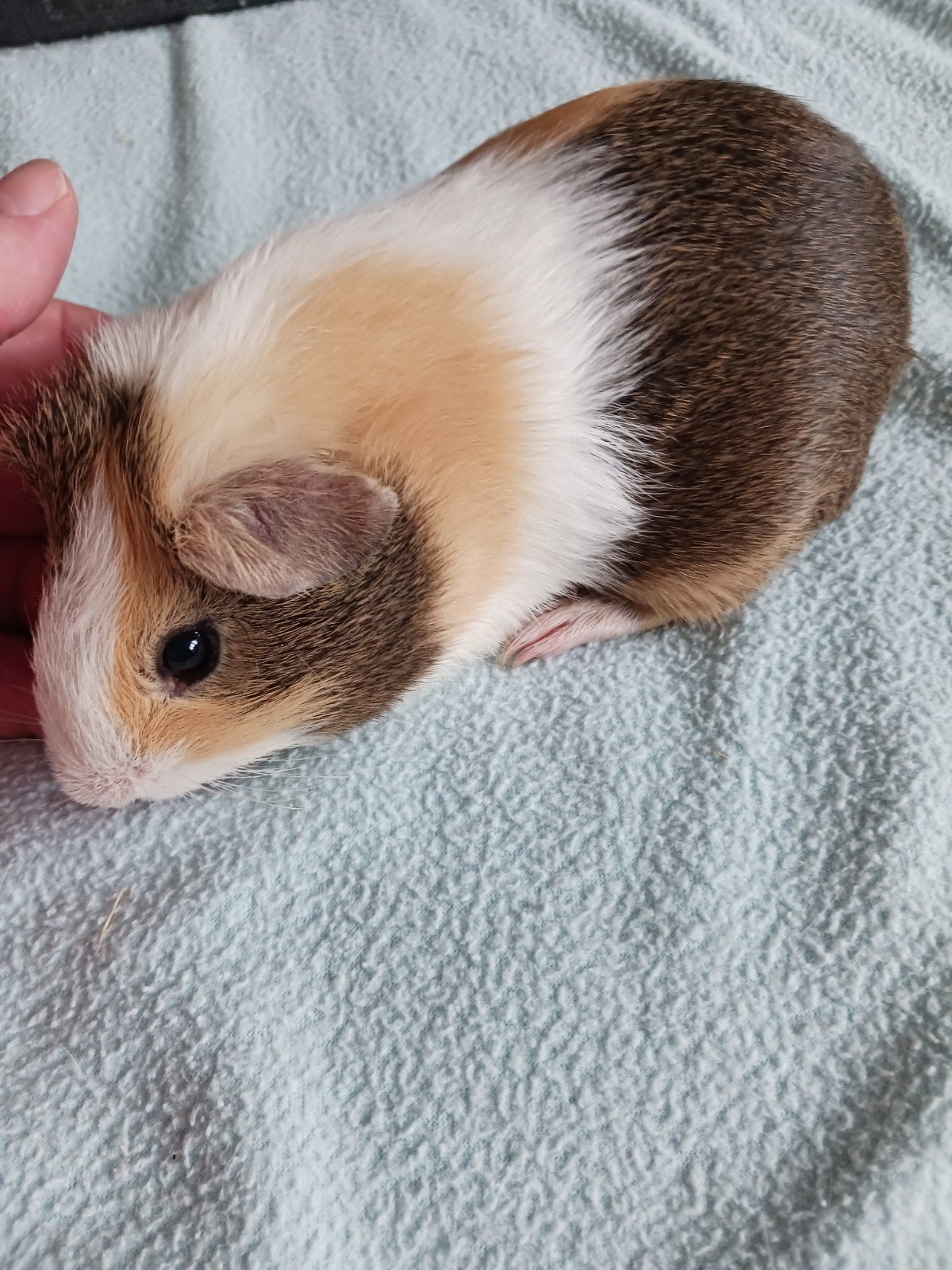 cavia beertje, Animaux & Accessoires, Rongeurs, Mai, Cobaye