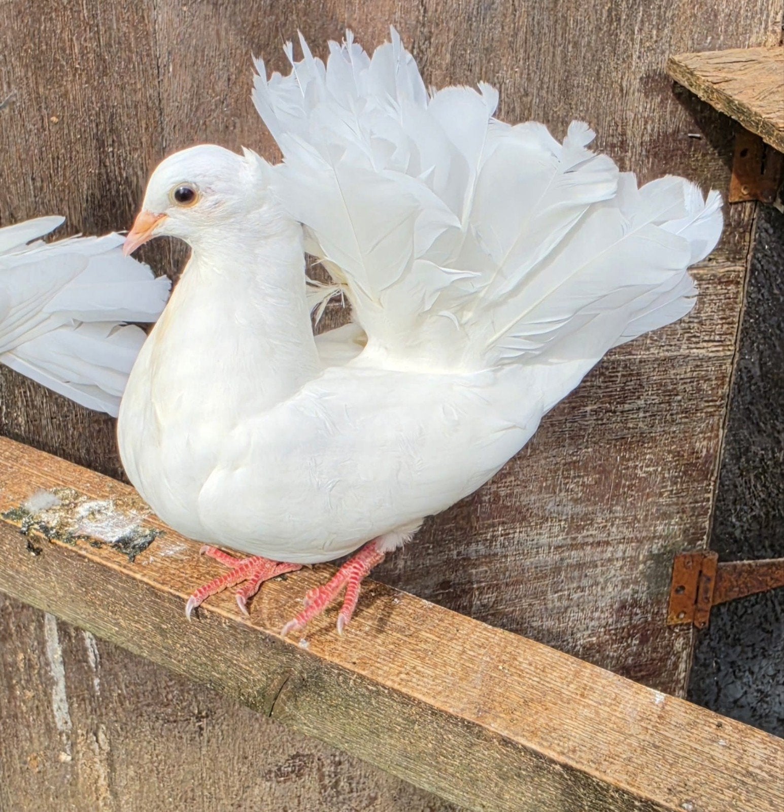 3 jonge pauwstaarten, Meerdere dieren