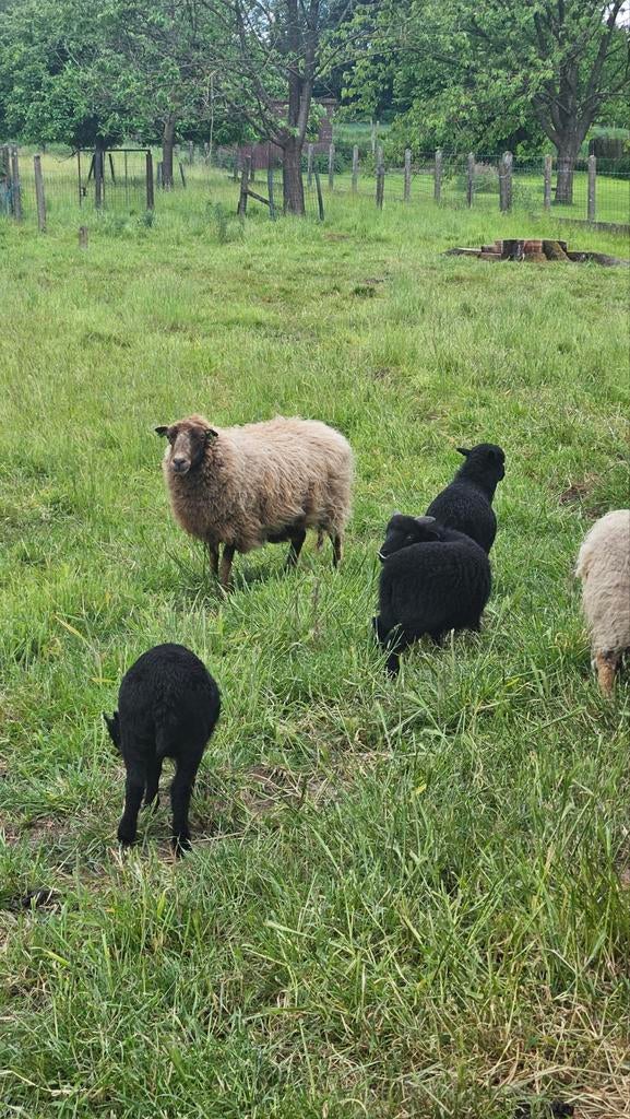 Oussant avec un agneau. Les deux livres généalogiques, Animaux & Accessoires