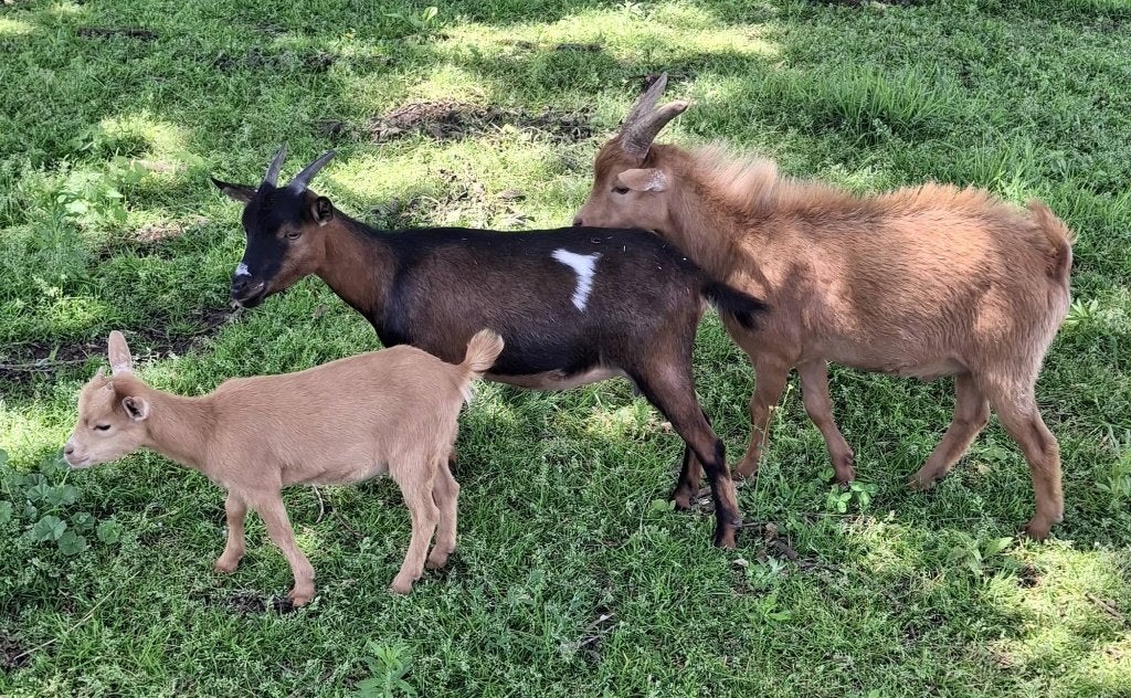 Mini dwerggeitjes, Dieren en Toebehoren, Geit, 0 tot 2 jaar