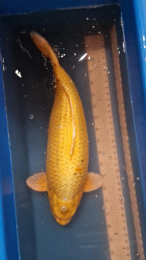 Breed gebouwde yamabuki koi, Dieren en Toebehoren, Vissen | Vijvervissen