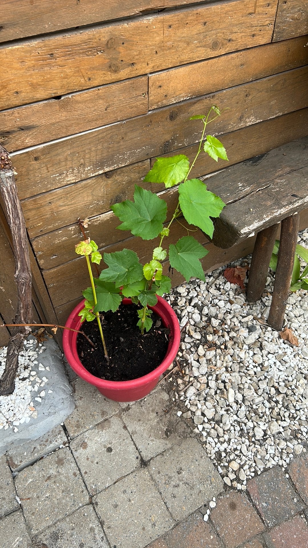 Vignes, Jardin & Terrasse, Enlèvement