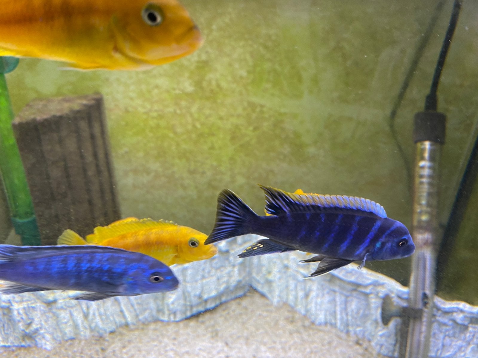 Cichliden uit het Malawimeer (Mbuna), Dieren en Toebehoren, Vissen | Aquariumvissen