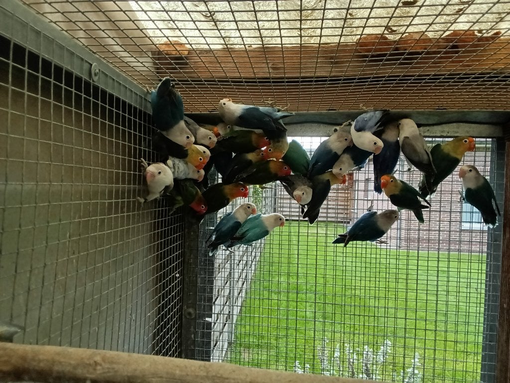 Fischerie