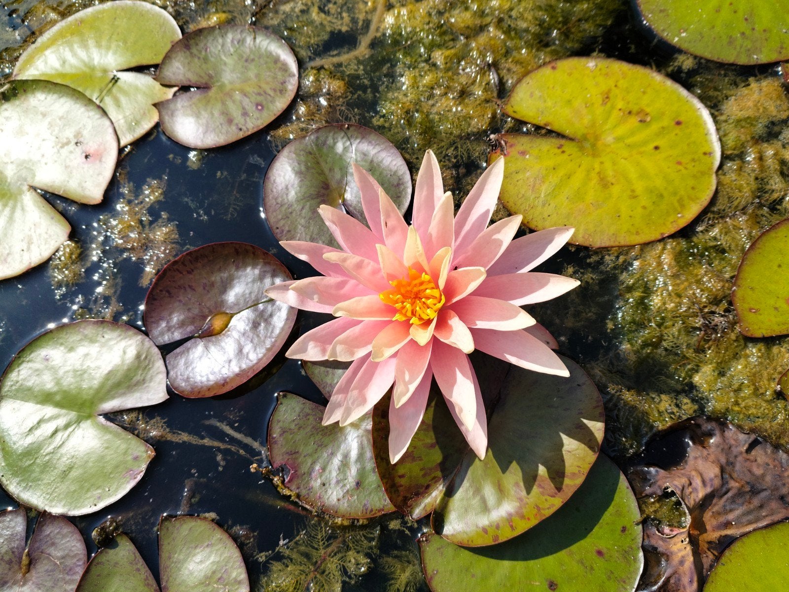 Nymphaea sunny pink, Ophalen