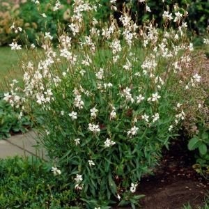 Gaura lindheimeri, Tuin en Terras, Planten | Tuinplanten, Ophalen