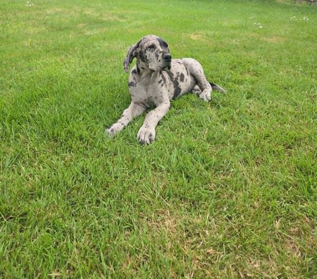 duitse dog pup grijstijger, Dieren en Toebehoren, Parvo, België, Overige rassen, 8 tot 15 weken