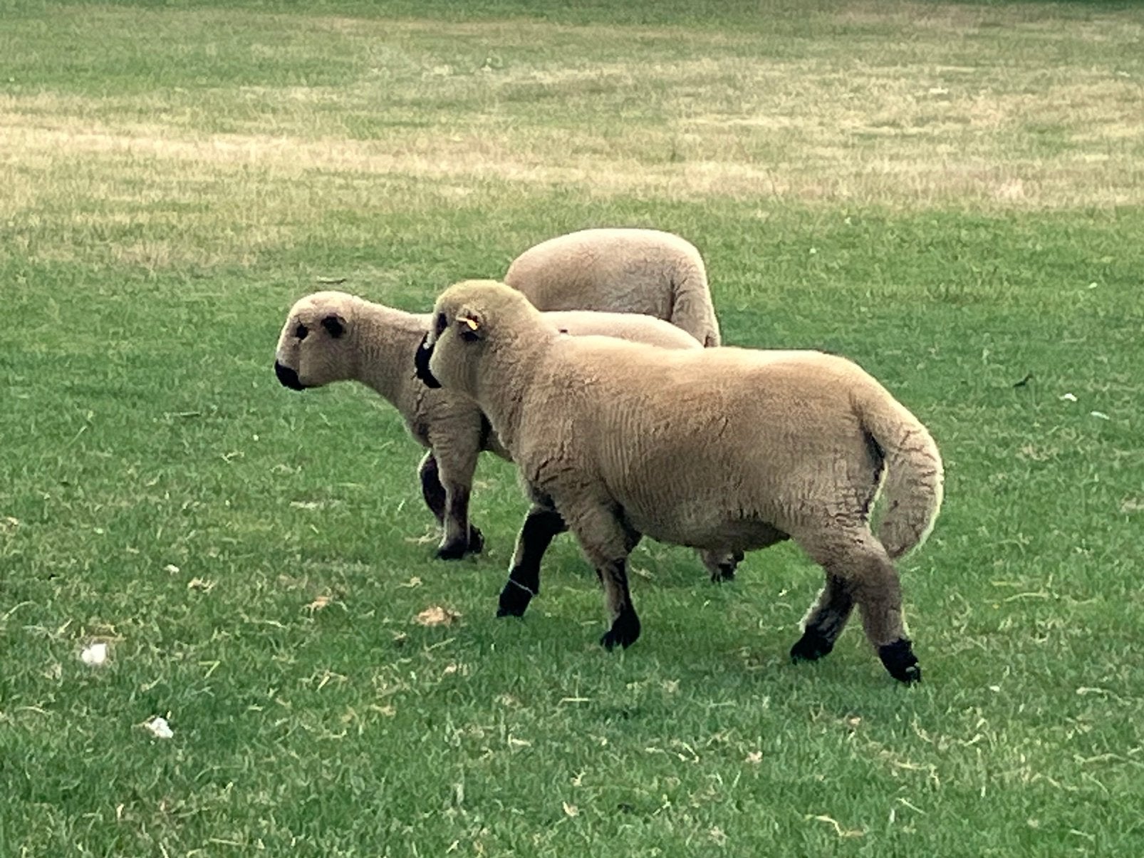 Rammen Hampshire Down, Dieren en Toebehoren, Mannelijk, Schaap, 0 tot 2 jaar