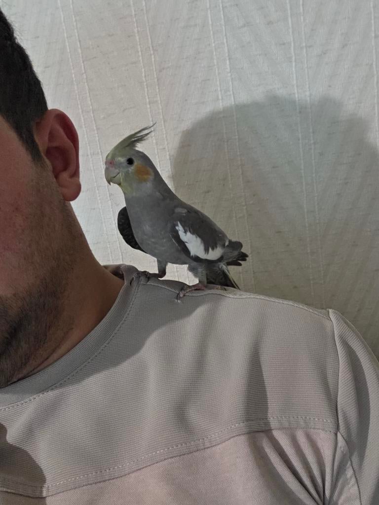 Valkparkieten met een kooi, Dieren en Toebehoren