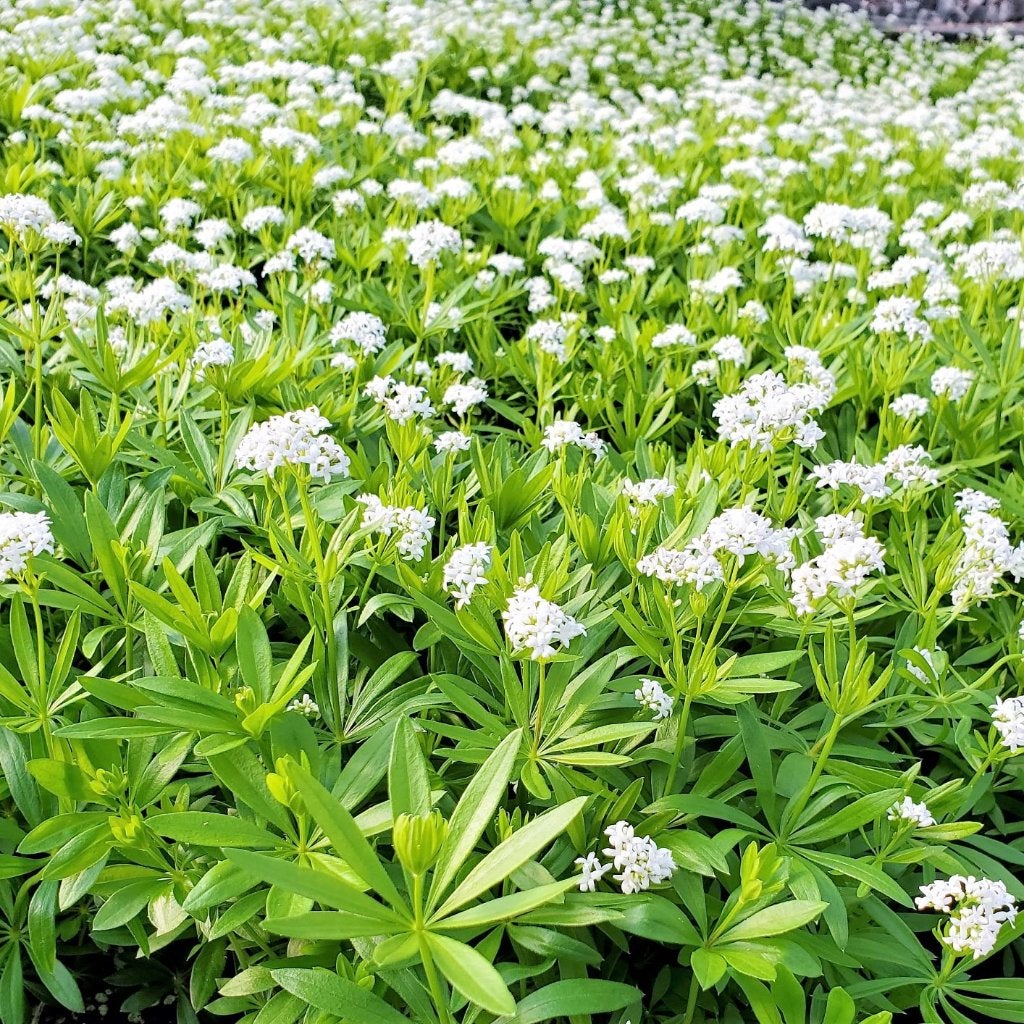 Lievevrouwebedstro zaden - Galium odoratum - bodembedekker, Tuin en Terras, Bloembollen en Zaden, Ophalen of Verzenden, Zaad